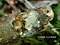 Myxarium nucleatum-amf1993-1
